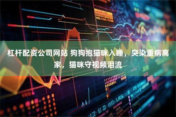 杠杆配资公司网站 狗狗抱猫咪入睡，突染重病离家，猫咪守视频泪流