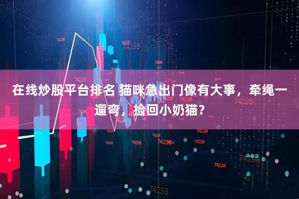 在线炒股平台排名 猫咪急出门像有大事，牵绳一遛弯，捡回小奶猫？